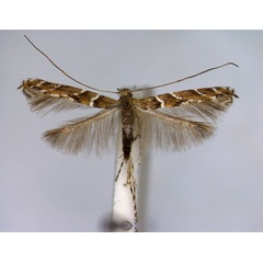 /filer/webapps/moths_gc/media/images/B/brongniardella_Acrocercops_A_EIHU.jpg