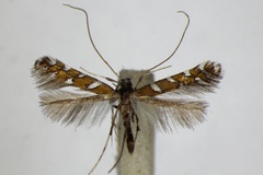 /filer/webapps/moths_gc/media/images/I/imperialella_Dialectica_A_ZSM_2.jpg