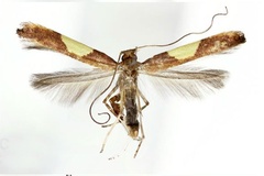 Caloptilia dentata