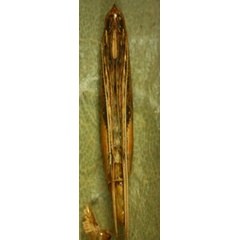 /filer/webapps/moths_gc/media/images/S/sinensis_Conopomorpha_pupa5_Siraj-etal_2026_175.jpg