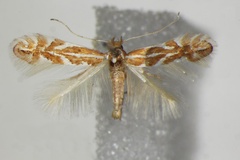 Phyllonorycter macedonica