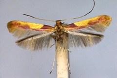 Caloptilia monspessulanella