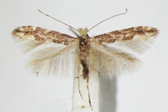 Phyllonorycter sagitella