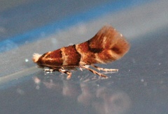 /filer/webapps/moths_gc/media/images/E/emberizaepennella_Phyllonorycter_A_Craves_2017_4.jpg