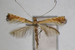 Deoptilia heptadeta