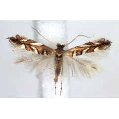 /filer/webapps/moths_gc/media/images/M/muelleriella_Phyllonorycter_A_WJDP.jpg
