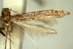 Caloptilia poecilostola