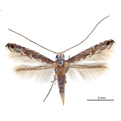 /filer/webapps/moths_gc/media/images/X/xerocarpa_Epicephala_HT_ANIC.jpg