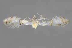 Phyllocnistis ohshimai