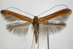 Caloptilia alni