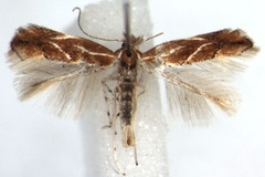 Phyllonorycter corylifoliella