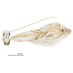 /filer/webapps/moths_gc/media/images/P/perseafolia_Phyllocnistis_HT_DavisWagner_2011_46.jpg