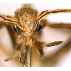 /filer/webapps/moths_gc/media/images/C/crotonella_Diphtheroptila_PT9_head1_ANIC.jpg