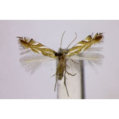 /filer/webapps/moths_gc/media/images/D/distentella_Phyllonorycter_ST_BMNH.jpg