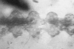 Phyllocnistis cretacea