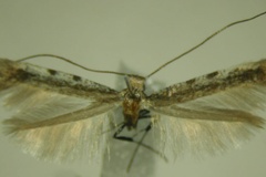Caloptilia verecunda