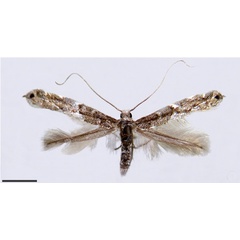 /filer/webapps/moths_gc/media/images/C/chilensis_Leurocephala_A_Pereira-et-al_2017.jpg