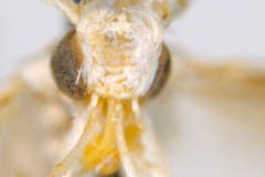 Cuphodes maculosa