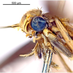 /filer/webapps/moths_gc/media/images/C/crotonella_Diphtheroptila_HT_head2_ANIC.jpg