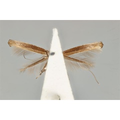 /filer/webapps/moths_gc/media/images/D/dialeuca_Toowoomba_PLT_ANIC31-053596_ventral.jpg