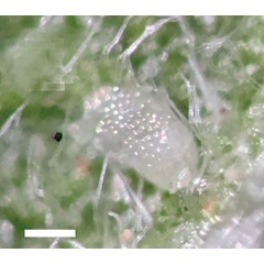 /filer/webapps/moths_gc/media/images/A/ambrosiavora_Atacamaptilia_egg_Espinoza-Donoso-etal_2022_416.jpg