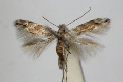 Phyllonorycter cerrutiella