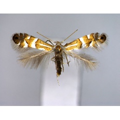 /filer/webapps/moths_gc/media/images/G/ginnalae_Phyllonorycter_A_EIHU.jpg