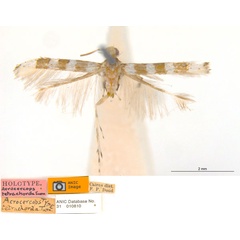/filer/webapps/moths_gc/media/images/T/tetrachorda_Acrocercops_HT_ANIC.jpg