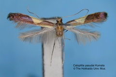 Caloptilia yasudai