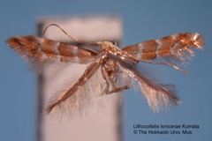Phyllonorycter lonicerae