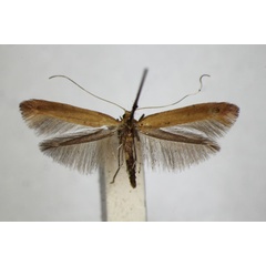 /filer/webapps/moths_gc/media/images/R/rufipennella_Caloptilia_A_ZSM_2.jpg