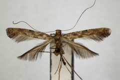 Caloptilia pulverea