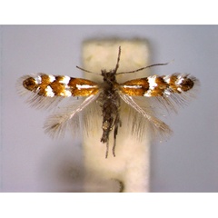 /filer/webapps/moths_gc/media/images/M/medicaginella_Phyllonorycter_A_EIHU.jpg