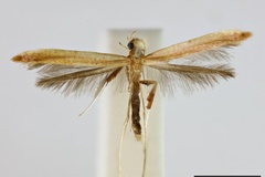 Caloptilia eolampis