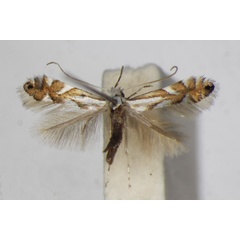 /filer/webapps/moths_gc/media/images/V/vulturella_Phyllonorycter_A_ZSM_2.jpg