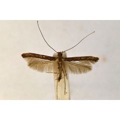 /filer/webapps/moths_gc/media/images/E/eurycnema_Caloptilia_A_BMNH(E)-1324977.jpg