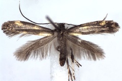 Euspilapteryx auroguttella