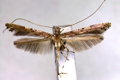 Caloptilia crinotibialis