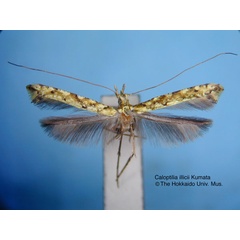 /filer/webapps/moths_gc/media/images/I/illicii_Caloptilia_HT_EIHU.jpg