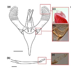 /filer/webapps/moths_gc/media/images/G/guacanivora_Caloptilia_PT_GM_Vargas-Ortiz_2018_.jpg