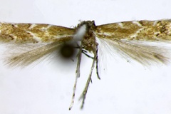Cremastobombycia solidaginis