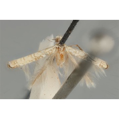 /filer/webapps/moths_gc/media/images/D/didymosticha_Cuphodes_PLT_ANIC31-087190_wing.jpg