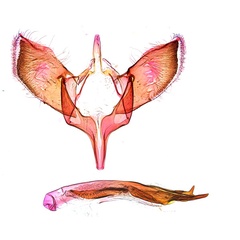 /filer/webapps/moths_gc/media/images/H/heteropsis_Pogonocephala_GM_NULT023365_ANIC.jpg