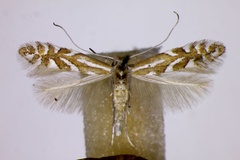 Phyllonorycter cerasinella