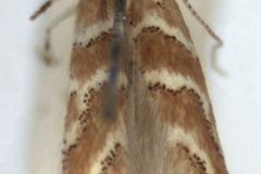 Cameraria saliciphaga