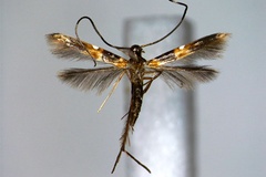 Chrysocercops squamosa