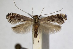 Parornix finitimella