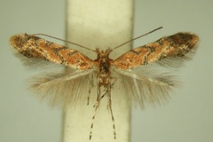 Phyllonorycter anchistea