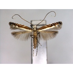 /filer/webapps/moths_gc/media/images/S/strigulata_Artifodina_PT_EIHU.jpg