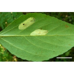 /filer/webapps/moths_gc/media/images/C/connexella_Phyllonorycter_mine_Shashank-et-al_2021_448.jpg